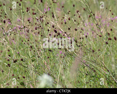 Pimprenelle Sanguisorba officinalis / / Großer Wiesenknopf Banque D'Images