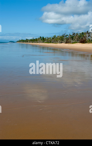 Wongaling Beach, bordée de palmiers, de Mission Beach sur la côte casoar à Far North Queensland, Australie Banque D'Images