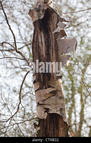 Bouleau pubescent (Betula pubescens). Les espèces de courte durée, mais avec une écorce qui est imperméable et résistant aux champignons. Banque D'Images