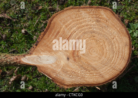 L'épinette de Norvège (Picea abies). Morceau de tronc cross-section. La branche latérale montrant originaires du tronc et comment un noeud est révélé Banque D'Images