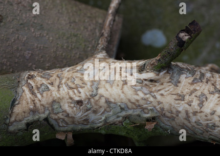 Le houx (Ilex aquifolium). Tronc abattu moins rongés par le lapin (Oryctolagus cuniculus), de cambium. Banque D'Images