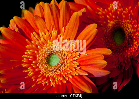 Deux têtes de gerbera orange daisy africains marguerites sur un fond noir. Banque D'Images