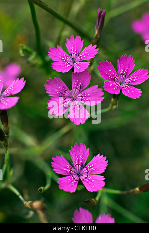 Jeune fille Dianthus deltoides fleurs roses dans le Parc National de Lettonie Kemeru Banque D'Images