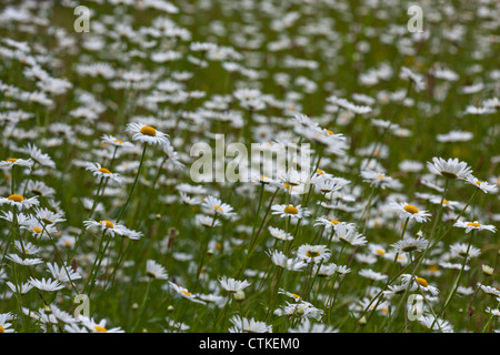 Oxeye Daisy (Leucanthemun vulgare). Sheringham, Norfolk. Banque D'Images