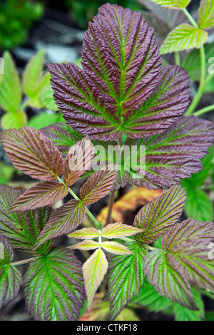 Les nouvelles feuilles de l'dewberry Rubus caesius dans closeup Banque D'Images