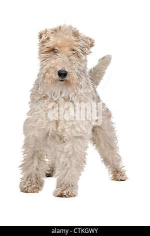 Wire fox terrier devant un fond blanc Banque D'Images