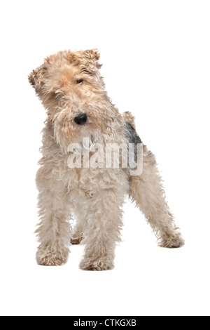 Wire fox terrier devant un fond blanc Banque D'Images