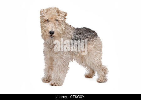 Wire fox terrier devant un fond blanc Banque D'Images