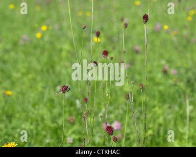 Pimprenelle Sanguisorba officinalis / / Großer Wiesenknopf Banque D'Images
