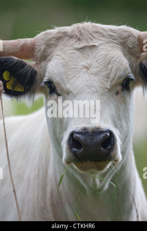 Livre blanc britannique Park Vache (Bos taurus). Femme, domaine privé, à Norfolk. Utilisé pour gérer le SISP, site d'intérêt scientifique. Banque D'Images