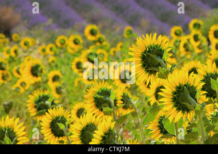 Lavendel und Sonnenblumen - lavande et tournesols 01 Banque D'Images