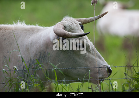 Livre blanc britannique Park Vache (Bos taurus). Femme, domaine privé, à Norfolk. Utilisé pour gérer le SISP, site d'intérêt scientifique). Banque D'Images