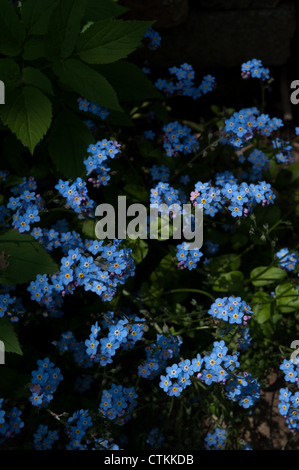 'Forget-Me-Not' (Myosotis) soleil jardin intérieur Banque D'Images