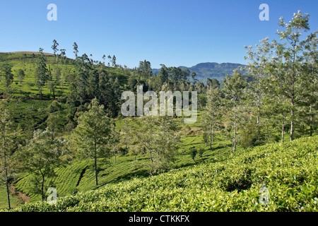 La plantation de thé, dans la montagne, Sri Lanka Banque D'Images