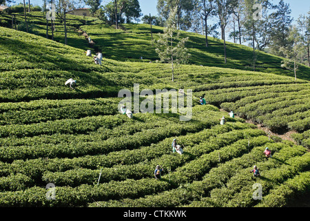 Les travailleurs sur la plantation de thé, dans la montagne, Sri Lanka Banque D'Images