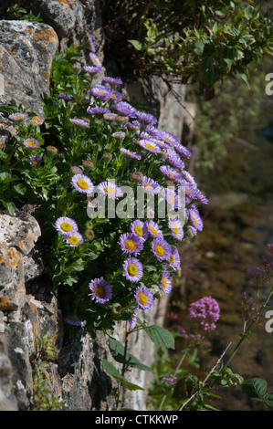 Asters alpins accroché à un mur de jardin Banque D'Images