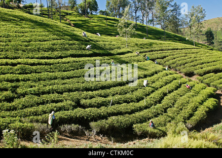 Les travailleurs sur la plantation de thé, dans la montagne, Sri Lanka Banque D'Images