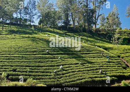 Les travailleurs sur la plantation de thé, dans la montagne, Sri Lanka Banque D'Images