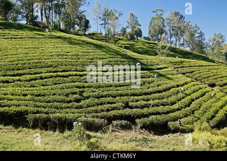 Les travailleurs sur la plantation de thé, dans la montagne, Sri Lanka Banque D'Images