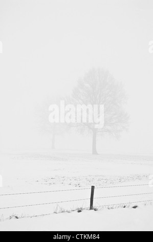 La décoloration des arbres dans la brume sur un jour d'hiver Banque D'Images