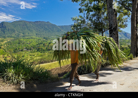 Les hommes transportant la canne à sucre, Hill Country, Sri Lanka Banque D'Images