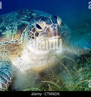 Une tortue verte crée un nuage de vase comme il se nourrit sur les herbiers dans les eaux peu profondes de la Mer Rouge Egyptienne Banque D'Images