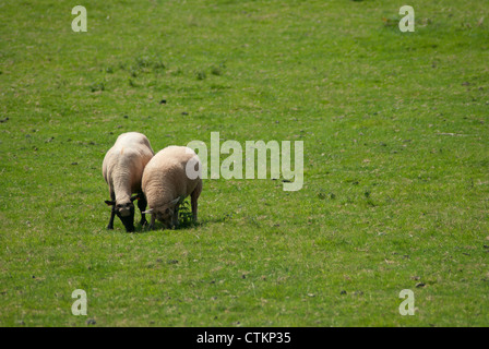 Une paire de moutons paissent dans la campagne anglaise Banque D'Images