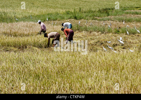 Les hommes de la récolte du riz avec des aigrettes en champ, Sri Lanka Banque D'Images