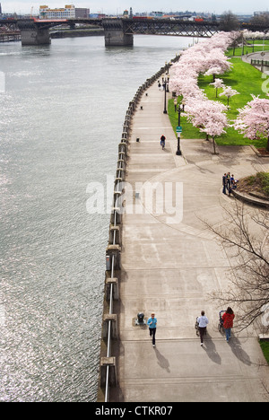 Le parc au bord de l'eau le long de la rivière Willamette à Portland en Oregon au printemps (Tom McCall Park) Banque D'Images