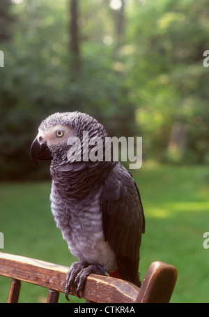 Un perroquet gris d'Afrique assis sur une chaise à l'extérieur. Banque D'Images