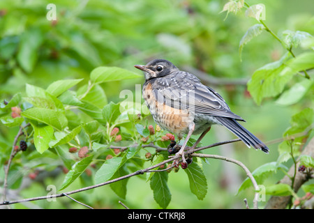 American Robin Juvenile Bird songbird perchée dans le mûrier Banque D'Images