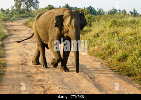 L'éléphant d'Asie en Parc National d'Uda Walawe, Sri Lanka Banque D'Images