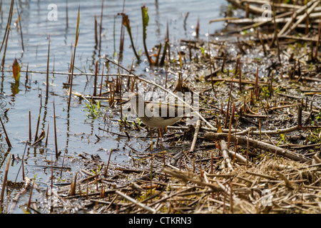 Chevalier grivelé (Actitis hypoleucos commune) à la recherche de nourriture Banque D'Images