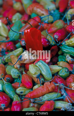 Le piment de cayenne, paprika Capsicum annuum, red & Green chili Banque D'Images