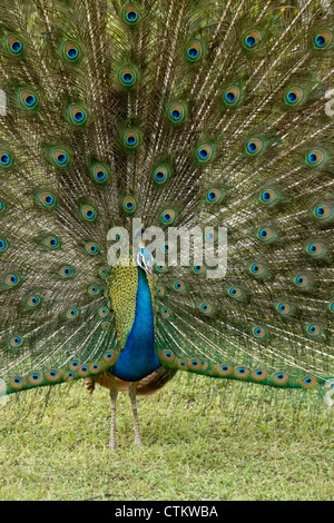 Les Indiens mâles paons bleus (Peacock) affichage, parc national de Yala, au Sri Lanka Banque D'Images