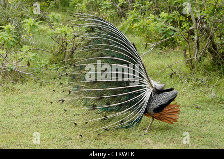 Les Indiens mâles paons bleus (Peacock) affichage, side view, parc national de Yala, au Sri Lanka Banque D'Images