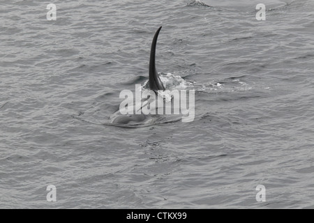 L'Orque Orcinus orca, Braewick, Eshaness, Shetland, UK Banque D'Images