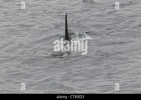 L'Orque Orcinus orca, Braewick, Eshaness, Shetland, UK Banque D'Images