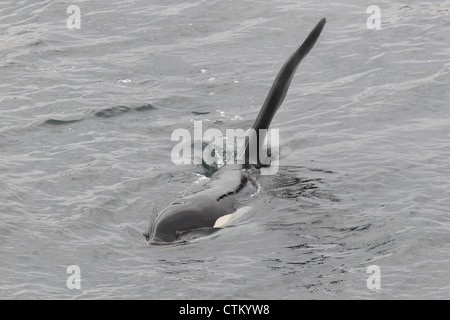 L'Orque Orcinus orca, Braewick, Eshaness, Shetland, UK Banque D'Images