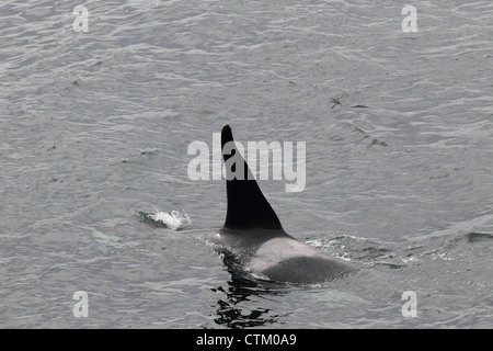 L'Orque Orcinus orca, Braewick, Eshaness, Shetland, UK Banque D'Images