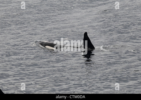 L'Orque Orcinus orca, Braewick, Eshaness, Shetland, UK Banque D'Images