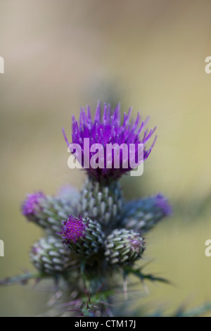 Cirse des champs (Cirsium vulgare) Banque D'Images