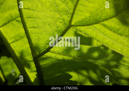 La rhubarbe géante (Gunnera tinctoria) rhubarbe chilienne Banque D'Images