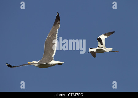 Moindre Goéland marin Larus fuscus sont pourchassés par Avocette Banque D'Images