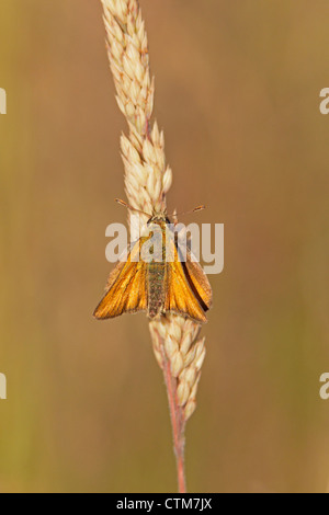 Petit papillon Skipper reposant sur une tige d'herbe Banque D'Images