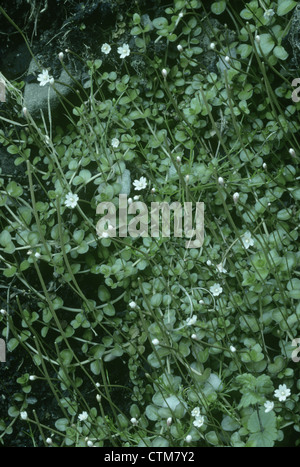 La NOUVELLE ZELANDE WILLOWHERB Epilobium brunnescens (Onograceae) Banque D'Images