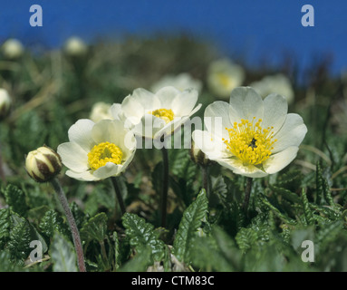 Benoîte Geum rivale de l'eau (Rosacées) Banque D'Images