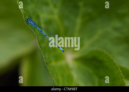 Nymphe de libellule libellules insectes queue bleu Banque D'Images