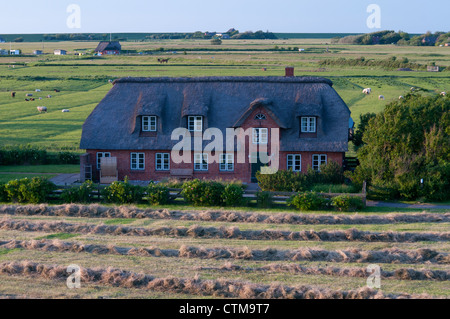 Chaumière, champs de Schleswig Holstein, Allemagne du nord Banque D'Images