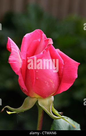 Bourgeon simple de hydrid Prima Ballerina rose thé Banque D'Images